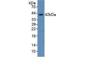 Western blot analysis of recombinant Rat aHSP. (aHSP Antikörper  (AA 2-102))