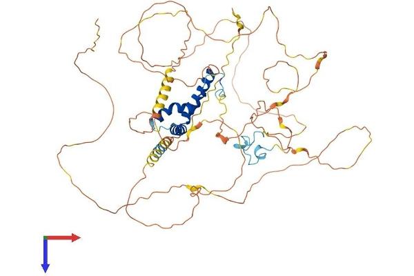 TCF7L2 Protein (AA 1-619) (His tag)