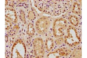 IHC image of ABIN7140056 diluted at 1:100 and staining in paraffin-embedded human kidney tissue performed on a Leica BondTM system. (PTBP3 Antikörper  (AA 37-55))