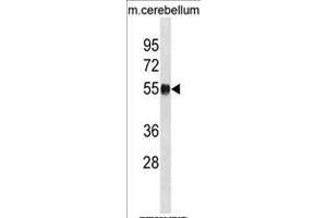 MOUSE Ppm1h Antibody (Center) (ABIN1881679 and ABIN2839056) western blot analysis in mouse cerebellum tissue lysates (35 μg/lane). (PPM1H Antikörper  (AA 234-262))