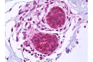 Anti-BAG1 antibody IHC of human breast, epithelium. (BAG1 Antikörper  (AA 241-346))