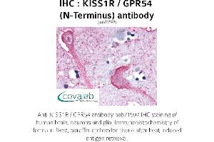 Image no. 1 for anti-KISS1 Receptor (KISS1R) (Extracellular Domain), (N-Term) antibody (ABIN1736239) (KISS1R Antikörper  (Extracellular Domain, N-Term))