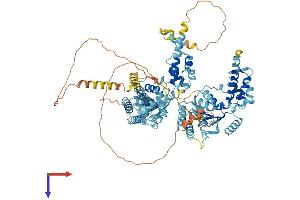 NVL Protein (AA 1-855) (His tag)