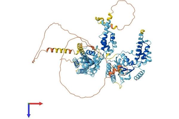 NVL Protein (AA 1-855) (His tag)
