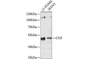 Western blot analysis of extracts of various cell lines, using CTSF antibody (ABIN6127667, ABIN6139225, ABIN6139226 and ABIN6214736) at 1:1000 dilution. (Cathepsin F Antikörper  (AA 270-484))