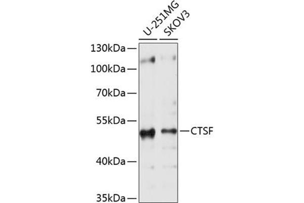 Cathepsin F Antikörper  (AA 270-484)