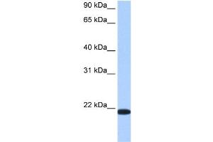 TMED4 antibody used at 0.