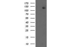 Western Blotting (WB) image for anti-Excision Repair Cross-Complementing Rodent Repair Deficiency, Complementation Group 4 (ERCC4) antibody (ABIN1498069) (ERCC4 Antikörper)