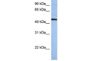 ZNF766 antibody used at 0. (ZNF766 Antikörper  (N-Term))