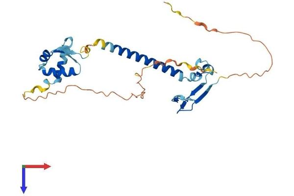 E2F6 Protein (AA 1-272) (His tag)
