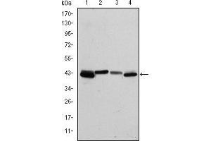 Western blot analysis using KRT19 mouse mAb against T47D (1), MCF-7 (2), HepG2 (3) and SW620 (4) cell lysate. (Cytokeratin 19 Antikörper)