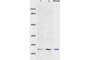 L1 mouse liver lysates, L2 mouse brain lysates probed with Anti FADD Polyclonal Antibody, Unconjugated (ABIN669471) at 1:200 in 4 °C. (FADD Antikörper  (AA 1-80))