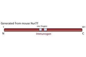 Image no. 1 for anti-Nuclear Receptor Subfamily 4, Group A, Member 1 (NR4A1) antibody (ABIN967395) (NR4A1 Antikörper)