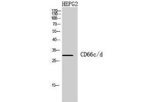 Western Blotting (WB) image for anti-Carcinoembryonic Antigen-Related Cell Adhesion Molecule 3/6 (CEACAM3/6) (Internal Region) antibody (ABIN3181438) (CEACAM3/6 Antikörper  (Internal Region))
