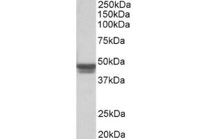 ABIN185730 (0. (GFAP Antikörper  (C-Term))
