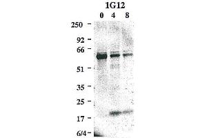 Western blot using anti-Caspase-8 (mouse), mAb (1G12)  detecting the cleaved active p20 subunit of mouse caspase-8 in addition to the caspase-8 precursor, upon an apoptotic stimulus e. (Caspase 8 Antikörper)
