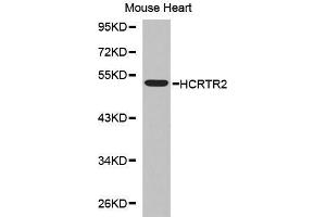 Western Blotting (WB) image for anti-Hypocretin (Orexin) Receptor 2 (HCRTR2) (AA 380-444) antibody (ABIN3017279) (HCRTR2 Antikörper  (AA 380-444))