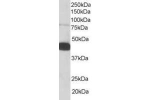 Image no. 1 for anti-Pleckstrin (PLEK) (C-Term) antibody (ABIN374378) (Pleckstrin Antikörper  (C-Term))