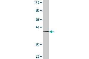 Western Blotting (WB) image for anti-Interleukin 1 Receptor Antagonist (IL1RN) (AA 1-159) antibody (ABIN517006)
