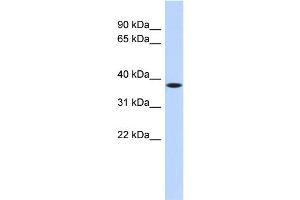 WB Suggested Anti-C22orf30 Antibody Titration: 0. (C22ORF30 Antikörper  (Middle Region))