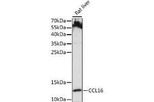Western blot analysis of extracts of Rat liver, using CCL16 antibody (ABIN6291950) at 1:1000 dilution. (CCL16 Antikörper)