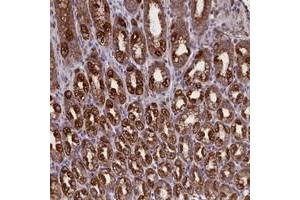 Immunohistochemical staining of human stomach with PTPRU polyclonal antibody  shows strong cytoplasmic positivity in glandular cells at 1:200-1:500 dilution. (PTPRU Antikörper)