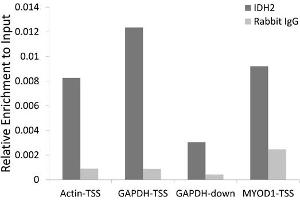 Chromatin immunoprecipitation of extracts of 293T cell line, using IDH2 antibody (ABIN6129277, ABIN6142146, ABIN6142147 and ABIN6223011) and rabbit IgG. (IDH2 Antikörper  (AA 193-452))