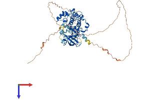RPS6KB1 Protein (AA 1-525) (His tag)