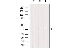 Western blot analysis of extracts from various samples, using Olfactory receptor 4N4 Antibody. (OR4N4 Antikörper)