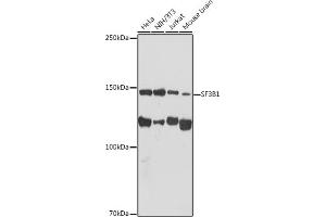 Western blot analysis of extracts of various cell lines, using SF3B1 antibody (ABIN7270542) at 1:1000 dilution. (SF3B1 Antikörper)