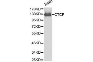 Western Blotting (WB) image for anti-CCCTC-Binding Factor (Zinc Finger Protein) (CTCF) antibody (ABIN1872063)