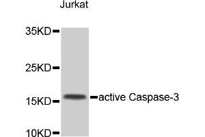 Western blot analysis of extracts of Jurkat cells, using CASP3 antibody (ABIN4903137). (Caspase 3 Antikörper)