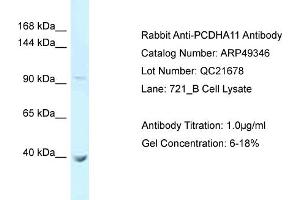 WB Suggested Anti-PCDHA11 Antibody   Titration: 1.