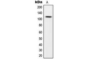 Western blot analysis of CARD14 expression in HeLa (A) whole cell lysates.