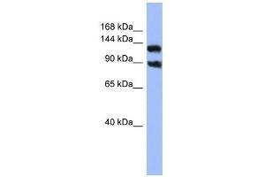 KCNH3 antibody used at 1 ug/ml to detect target protein. (KCNH3 Antikörper)