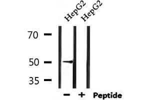 Western blot analysis of extracts from HepG2, using HTR3D Antibody. (HTR3D Antikörper)