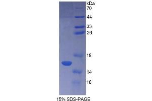 SDS-PAGE analysis of Human CF6 Protein. (ATP5J Protein)