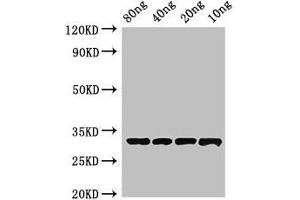 Western Blot Positive WB detected in Recombinant protein All lanes: Beta-lactamase inhibitory protein antibody at 4 μg/mL Secondary Goat polyclonal to rabbit IgG at 1/50000 dilution Predicted band size: 33 kDa Observed band size: 33 kDa (Beta-Lactamase inhibitors Antikörper  (AA 37-201))