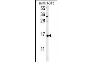 LSM4 Antibody (Center) (ABIN652017 and ABIN2840498) western blot analysis in mouse NIH-3T3 cell line lysates (35 μg/lane). (LSM4 Antikörper  (AA 47-74))