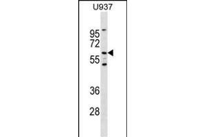 Mouse Ryk Antibody (Center) (ABIN1538306 and ABIN2849421) western blot analysis in  cell line lysates (35 μg/lane). (RYK Antikörper  (AA 321-348))