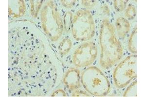 Immunohistochemistry of paraffin-embedded human kidney tissue using ABIN7167058 at dilution of 1:100 (RSAD2 Antikörper  (AA 42-361))