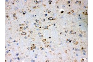 IHC testing of FFPE mouse brain with Peroxiredoxin 4 antibody. (Peroxiredoxin 4 Antikörper)