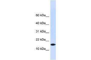 PHLDA3 antibody used at 1 ug/ml to detect target protein. (PHLDA3 Antikörper  (N-Term))