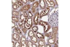 Immunohistochemical staining of human kidney with KCTD14 polyclonal antibody  shows strong cytoplasmic positivity in cells in tubules. (KCTD14 Antikörper)