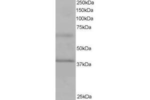 ABIN184640 staining (1µg/ml) of Human Heart lysate (RIPA buffer, 35µg total protein per lane). (Lhcb4 Antikörper)