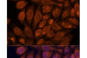 Immunofluorescence analysis of HeLa cells using IPO4 Polyclonal Antibody at dilution of 1:100. (Importin 4 Antikörper)