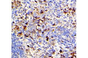 ABIN6276358 at 1/200 staining mouse spleen tissue sections by IHC-P.