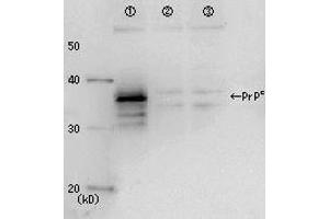 Western Blotting (WB) image for anti-Prion Protein (PRNP) antibody (ABIN2452080) (PRNP Antikörper)