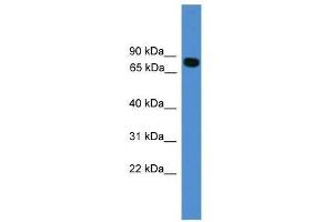 ITIH1 antibody used at 0.