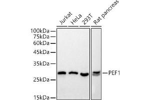 Western blot analysis of extracts of various cell lines, using PEF1 antibody (ABIN7269202) at 1:500 dilution.